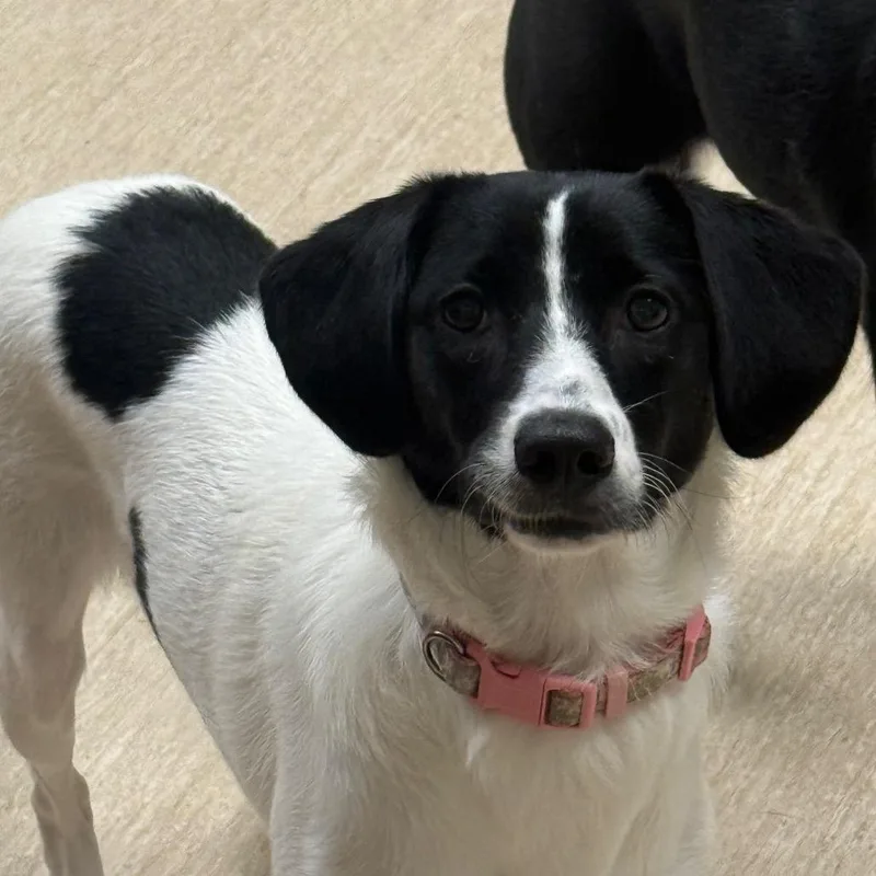 Pepe Le Pew thumbnail 2