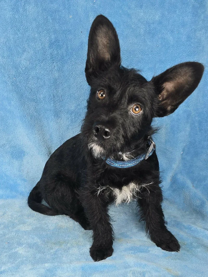 Hummingbird thumbnail 2