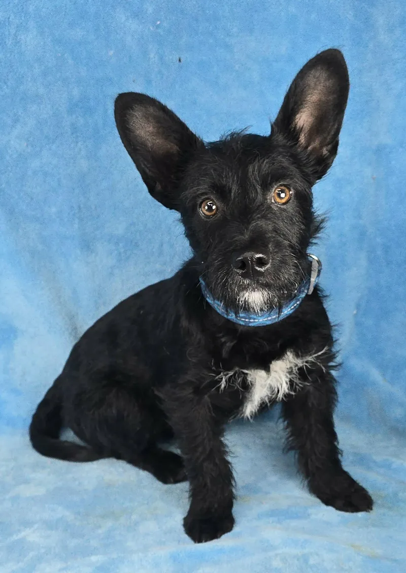 Hummingbird thumbnail 3