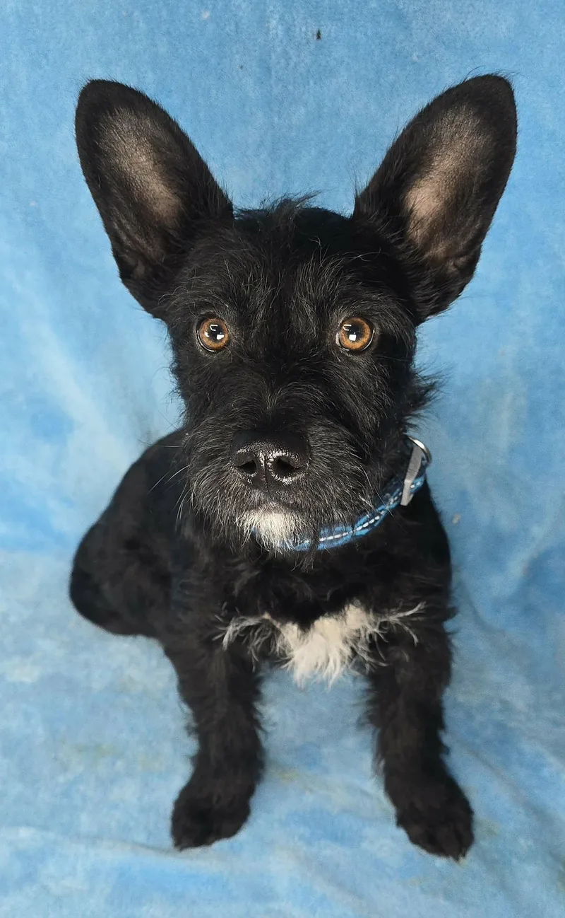 Hummingbird thumbnail 4