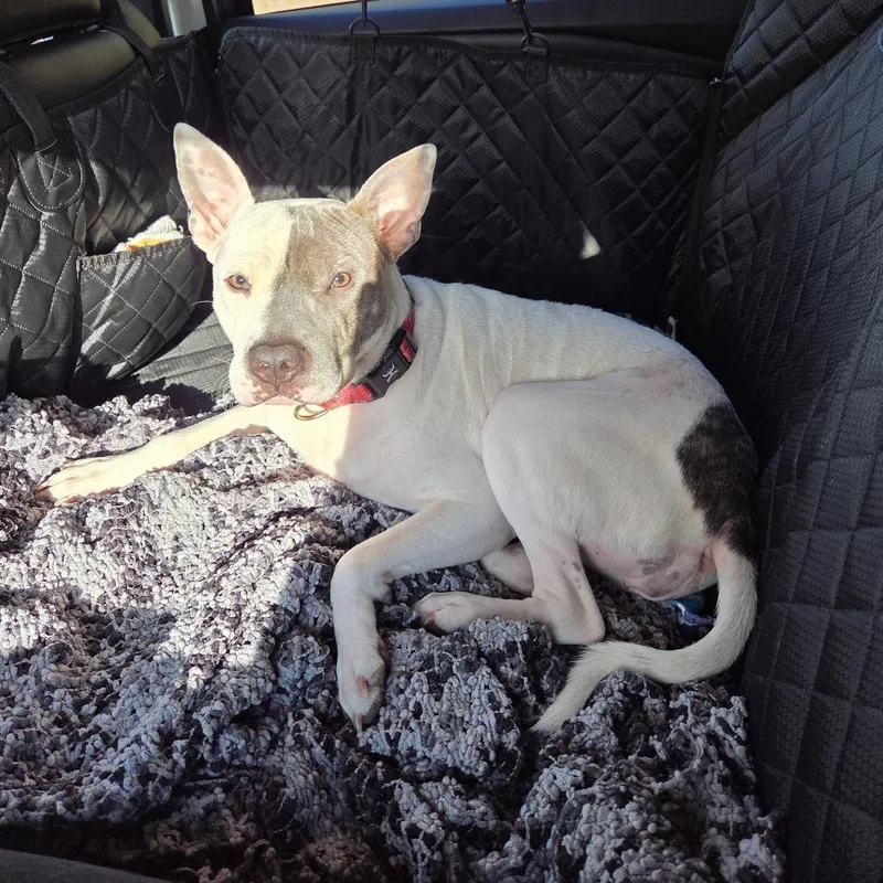 Persephone thumbnail 2