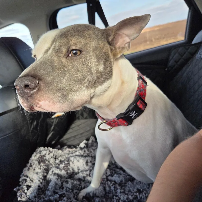 Persephone thumbnail 3