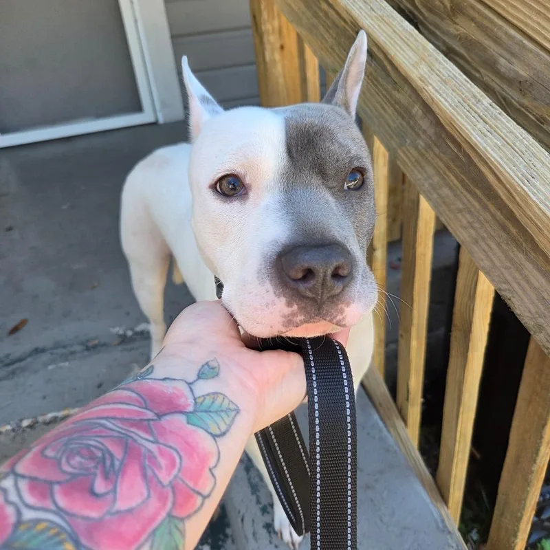 Persephone thumbnail 4