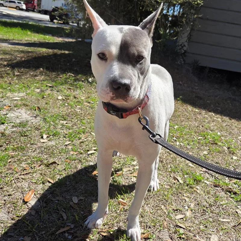 Persephone thumbnail 5