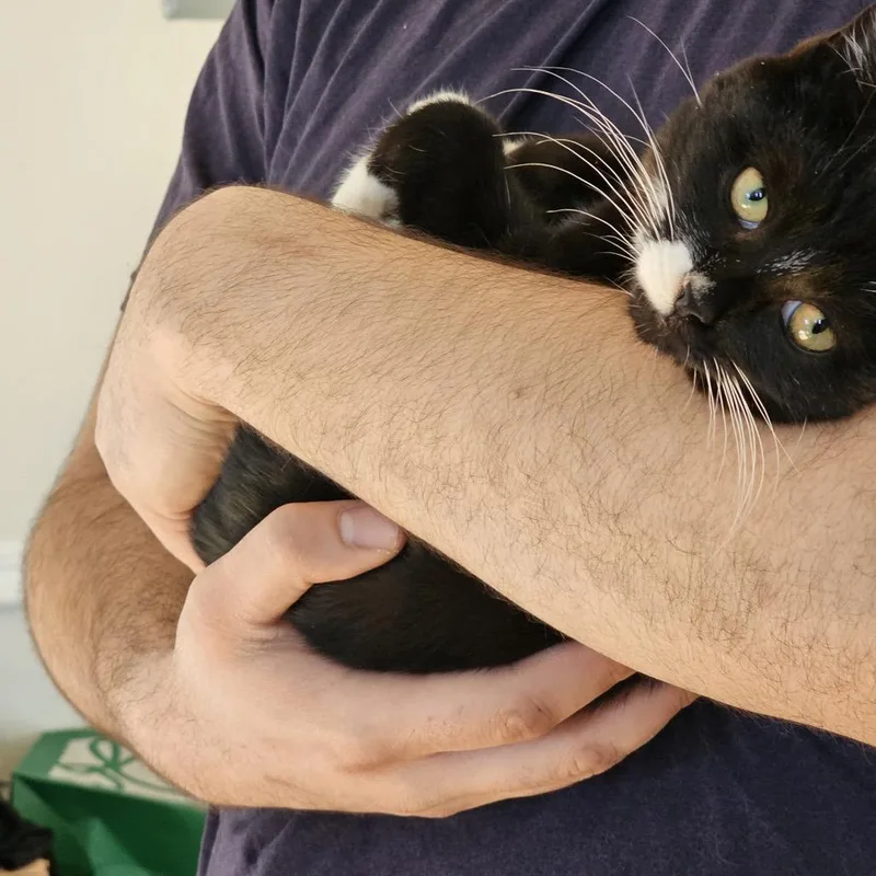 Zucchini thumbnail 2