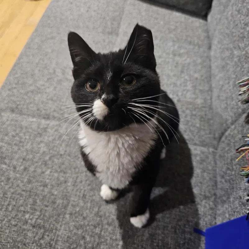 Zucchini thumbnail 3