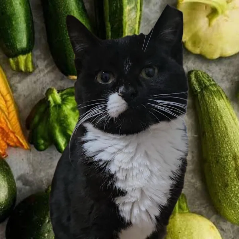 Zucchini thumbnail 4