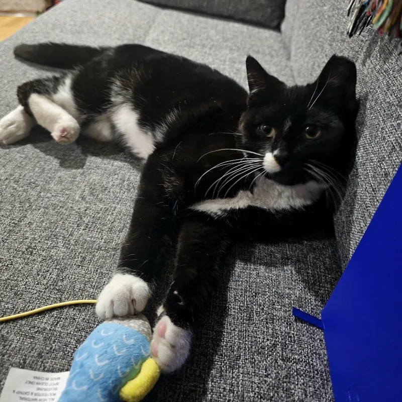 Zucchini thumbnail 5