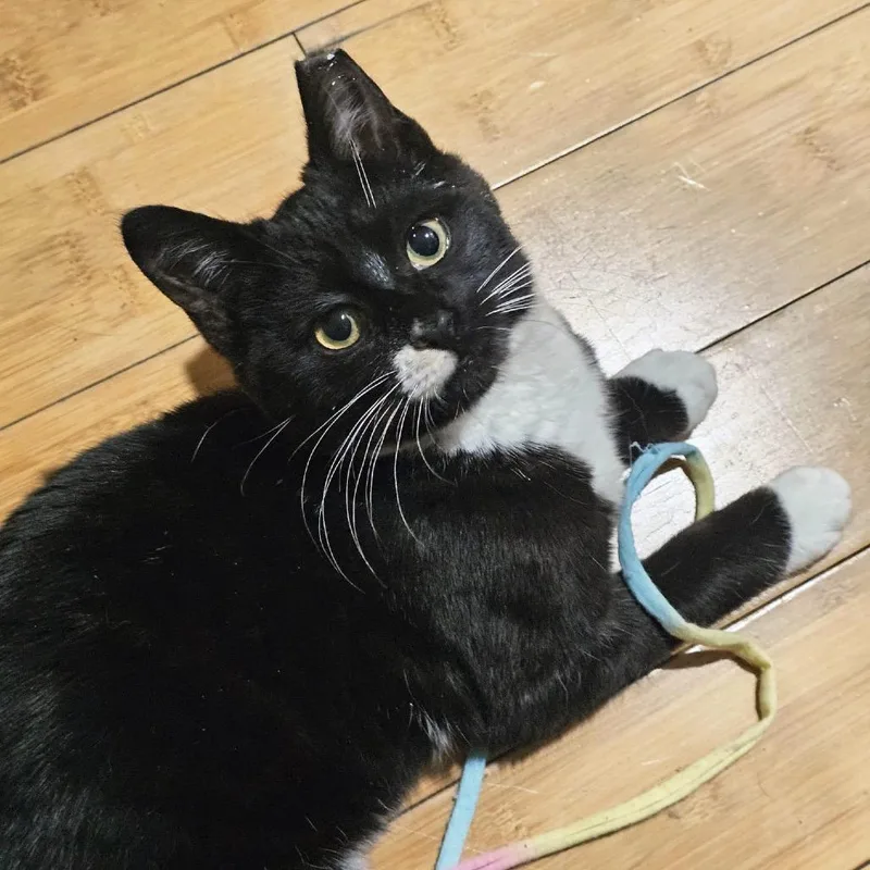 Zucchini thumbnail 6