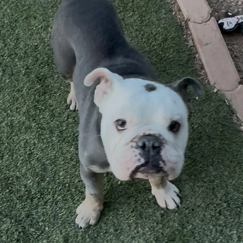 Henry The Marshmallow