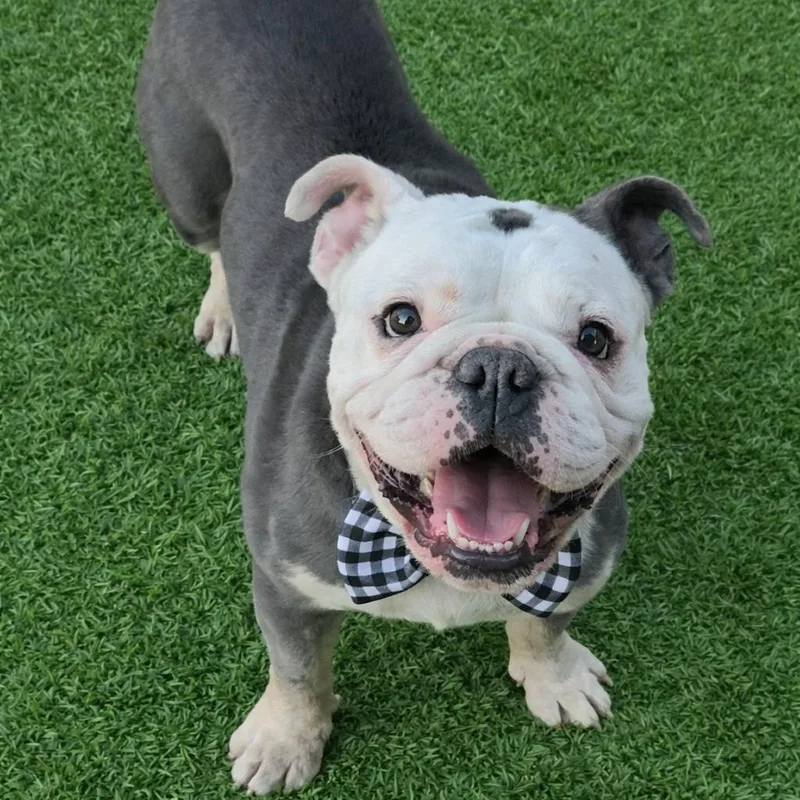 Henry The Marshmallow thumbnail 2