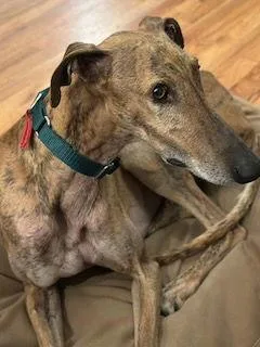 Marión thumbnail 2