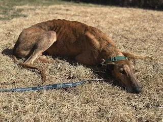 Marión thumbnail 3