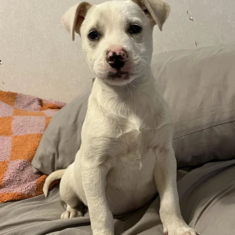 Butterball thumbnail 2