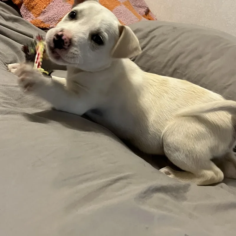 Butterball thumbnail 3