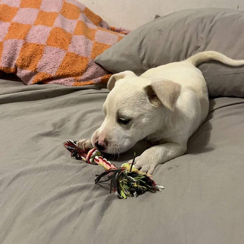 Butterball thumbnail 4