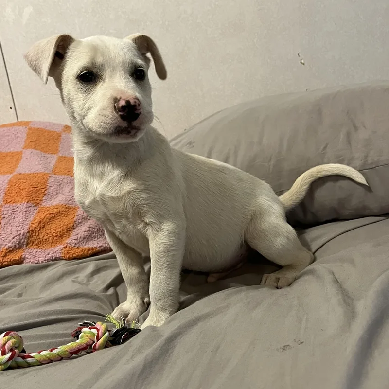 Butterball thumbnail 5