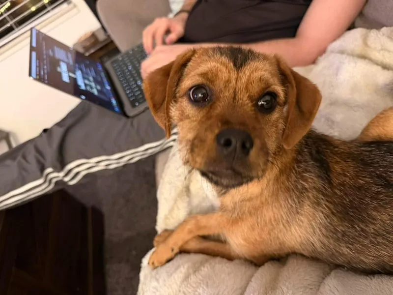 Tahini $ thumbnail 2