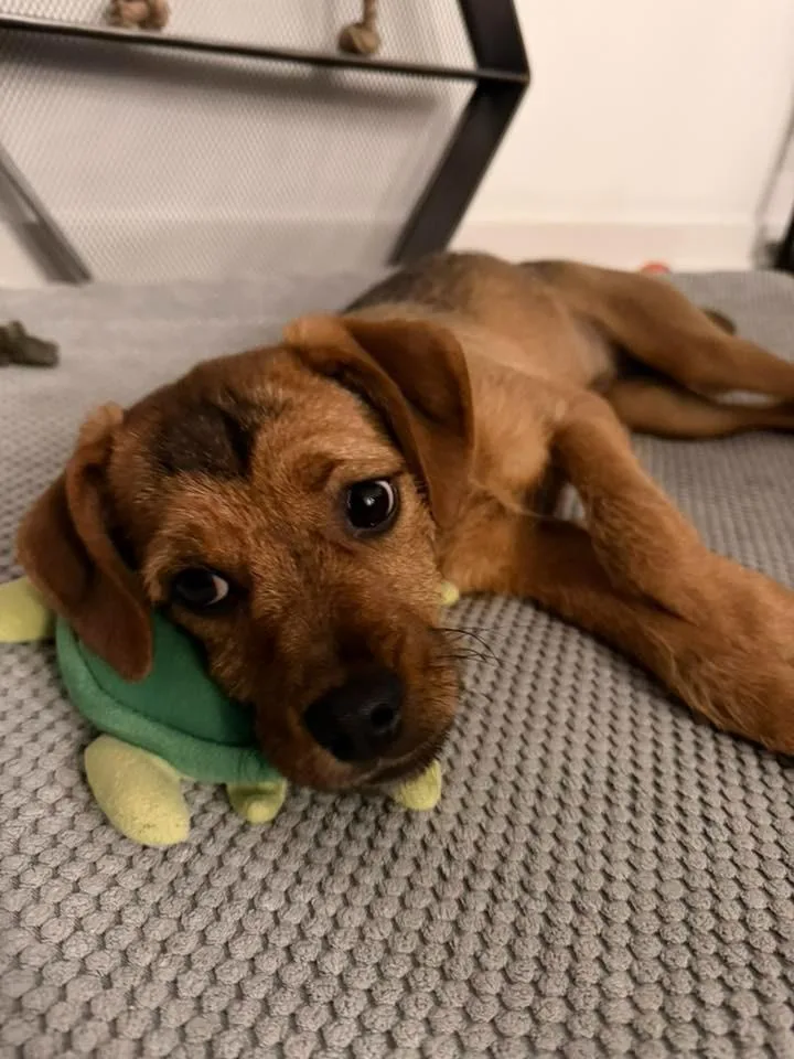 Tahini $ thumbnail 3