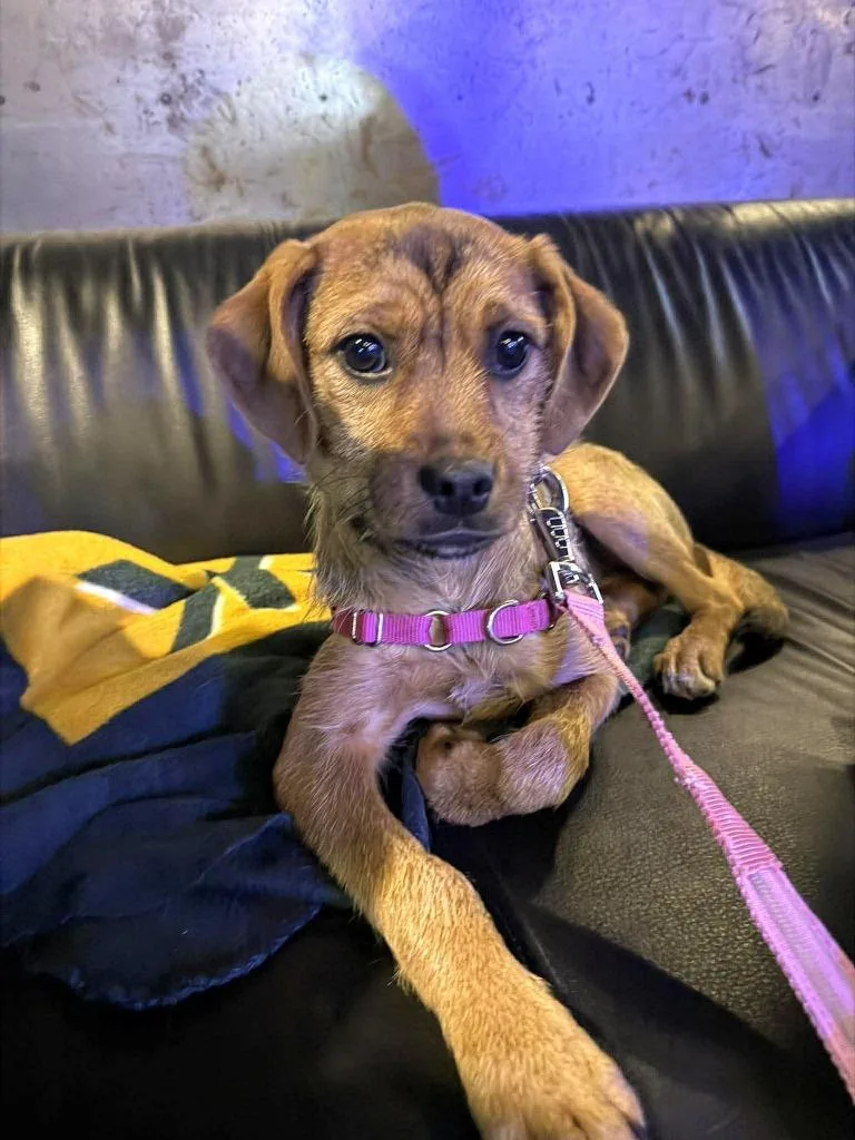 Tahini $ thumbnail 4