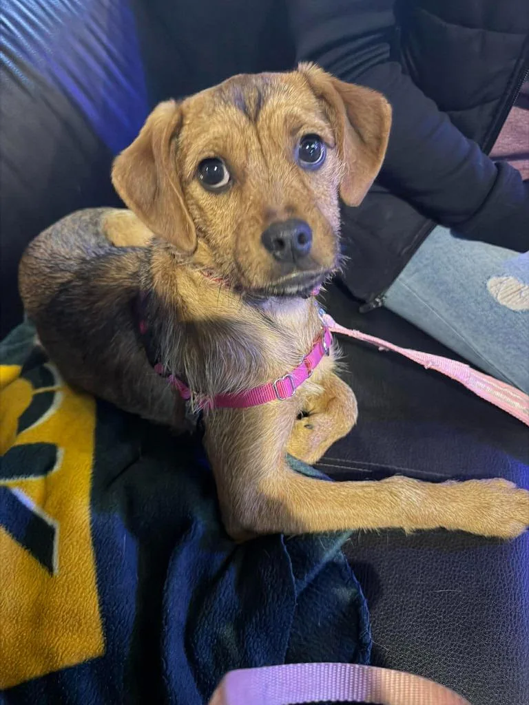 Tahini $ thumbnail 5