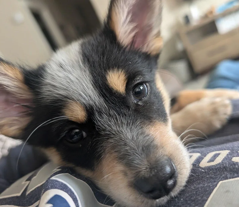 Peanut Butter Cookie