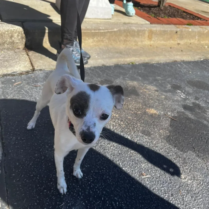 Oakley  A Little thumbnail 2