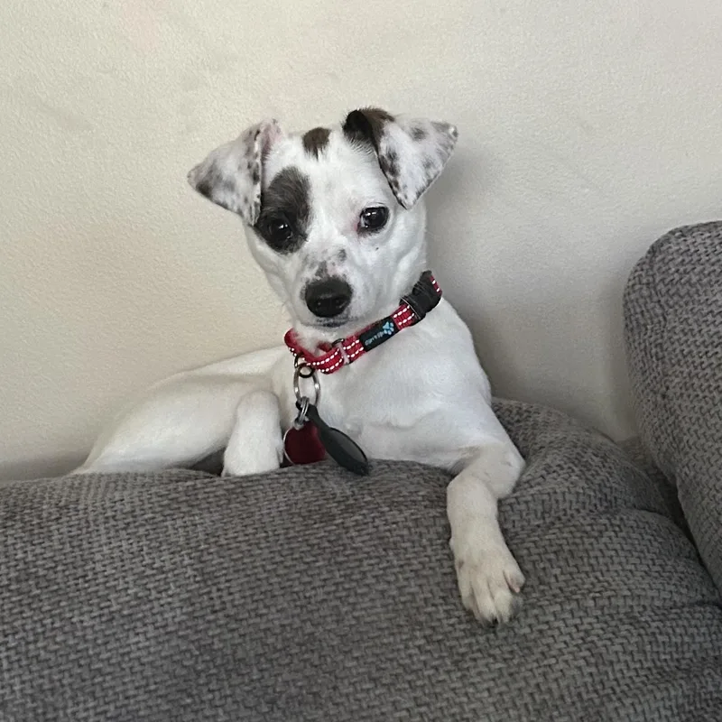 Oakley  A Little thumbnail 3