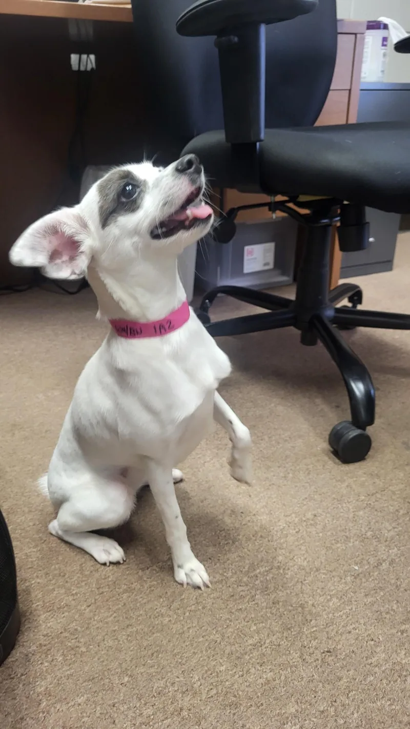 Oakley  A Little thumbnail 4