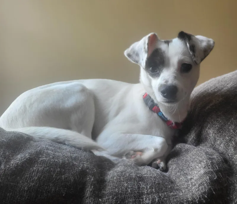 Oakley  A Little thumbnail 6