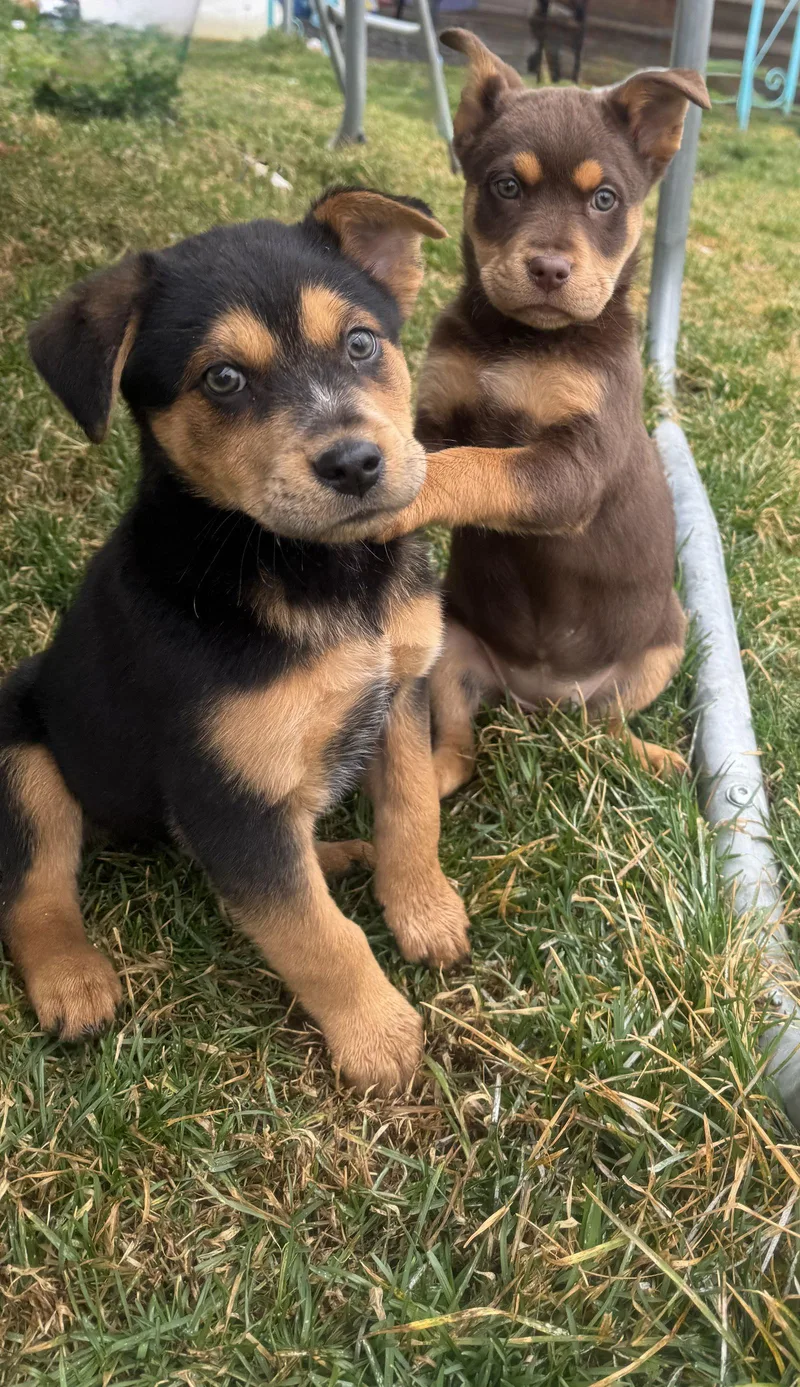 Sei Whale thumbnail 2