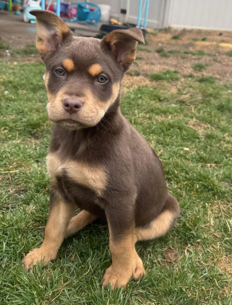 Sei Whale thumbnail 3