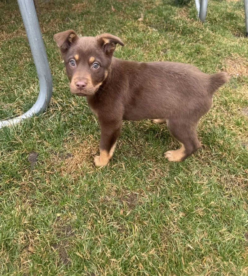 Beluga Whale thumbnail 3
