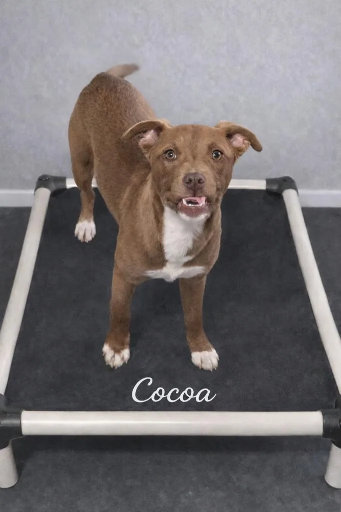 Cocoa