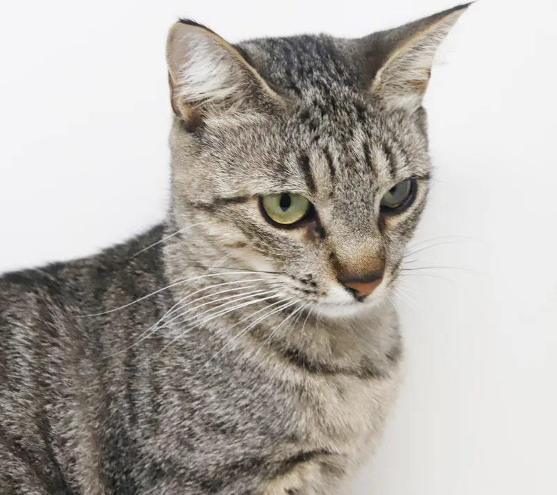 Darling Is A Darling thumbnail 2