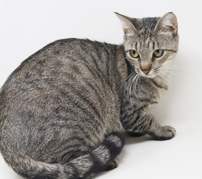 Darling Is A Darling thumbnail 3