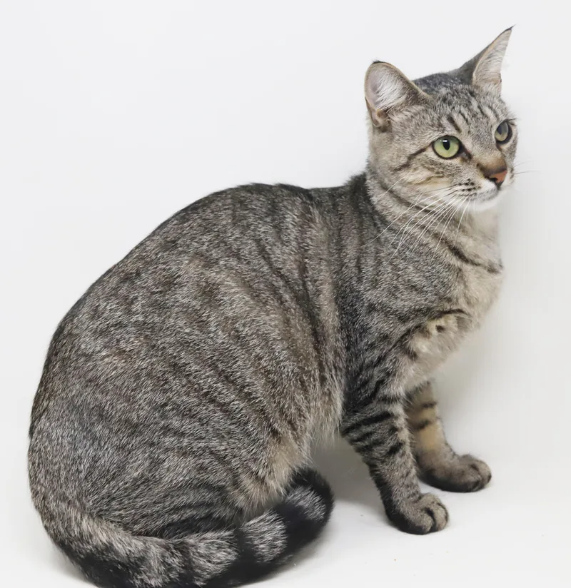 Darling Is A Darling thumbnail 4