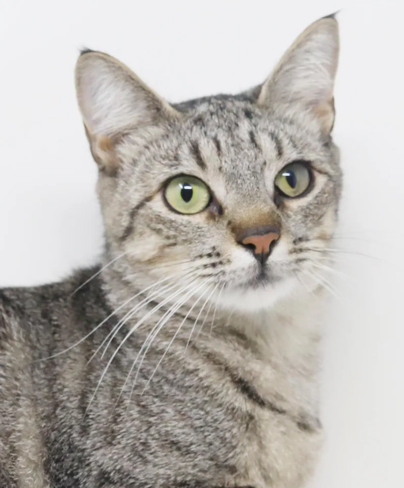 Darling Is A Darling thumbnail 5