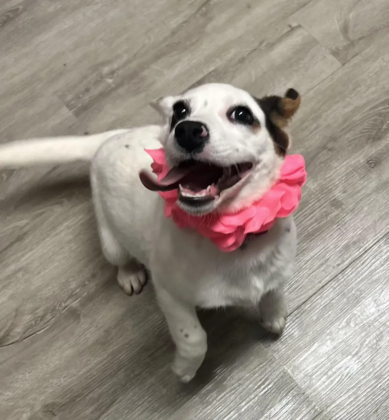 Princess Peach thumbnail 5