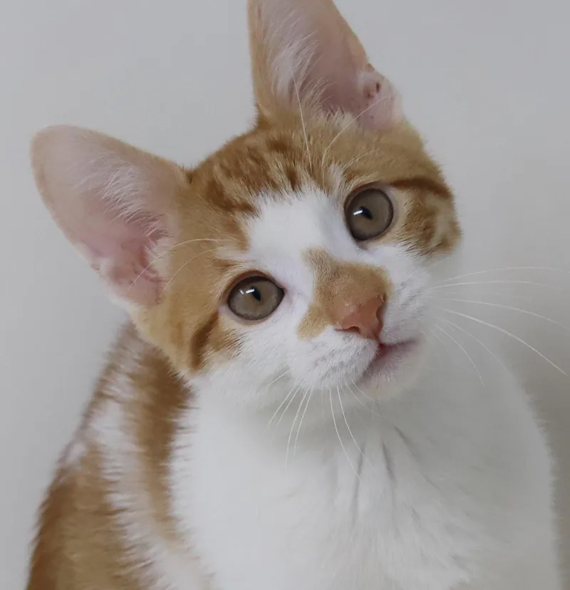 Chippy Is Spectacular And