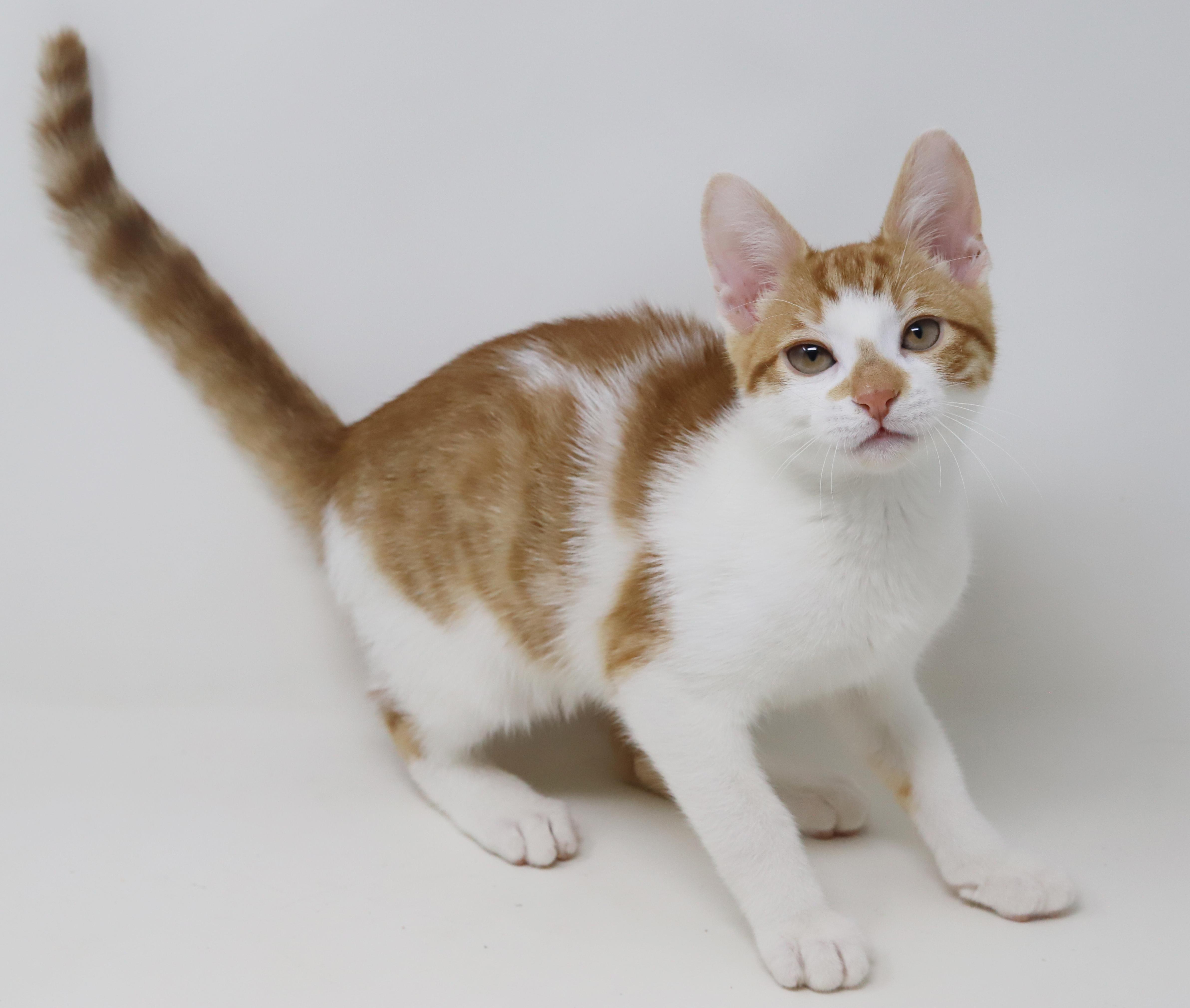 Chippy Is Spectacular And thumbnail 2