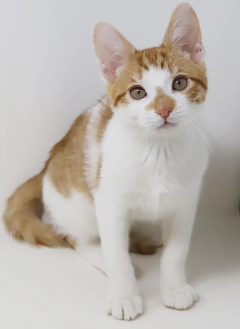 Chippy Is Spectacular And thumbnail 3