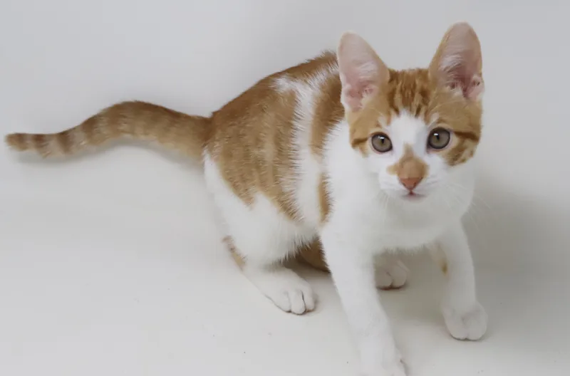 Chippy Is Spectacular And thumbnail 5