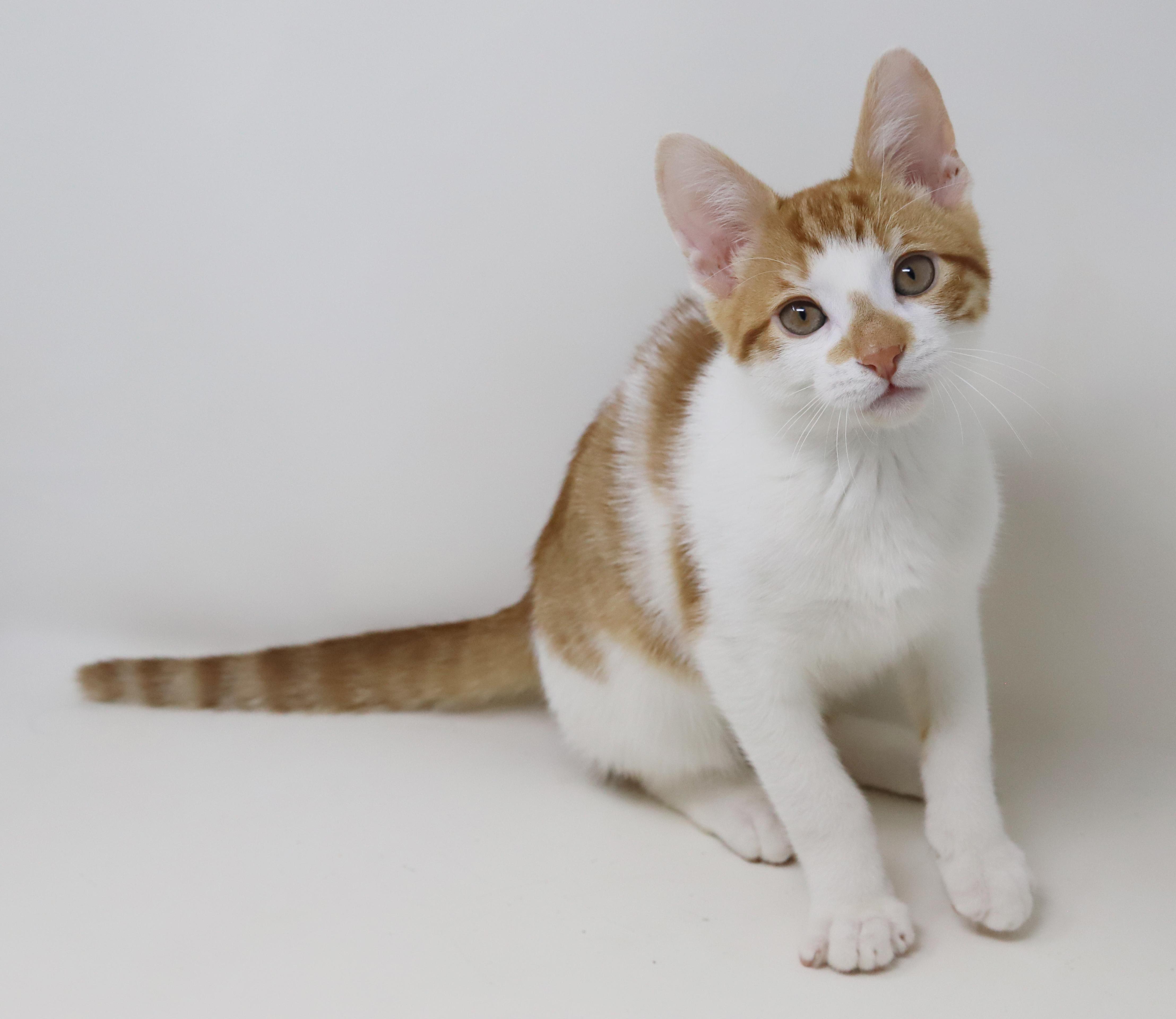 Chippy Is Spectacular And thumbnail 6