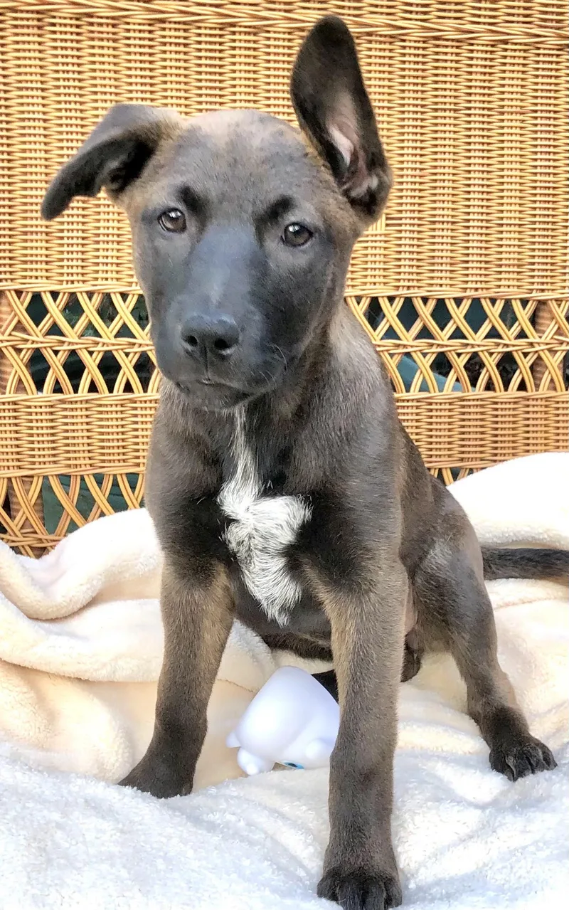 Brinkley thumbnail 2