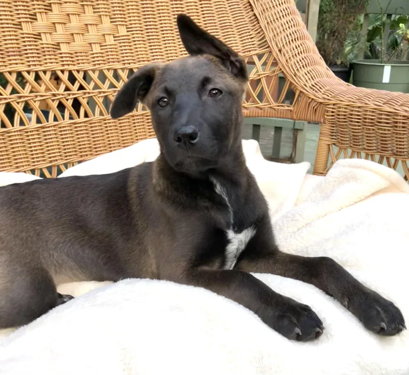 Brinkley thumbnail 3