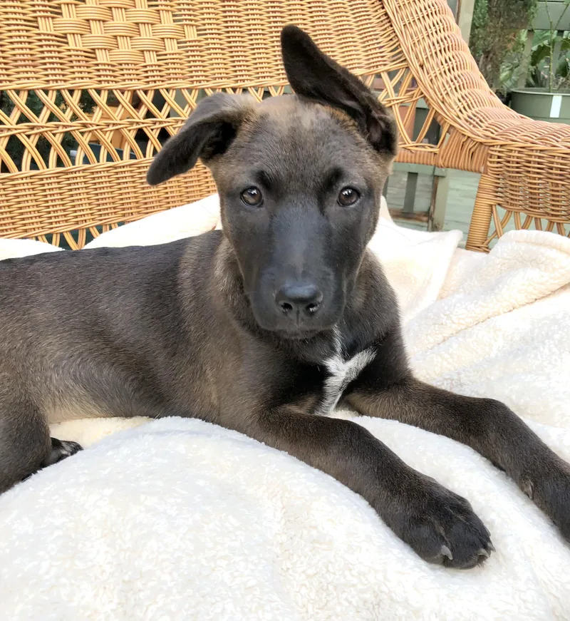 Brinkley thumbnail 4