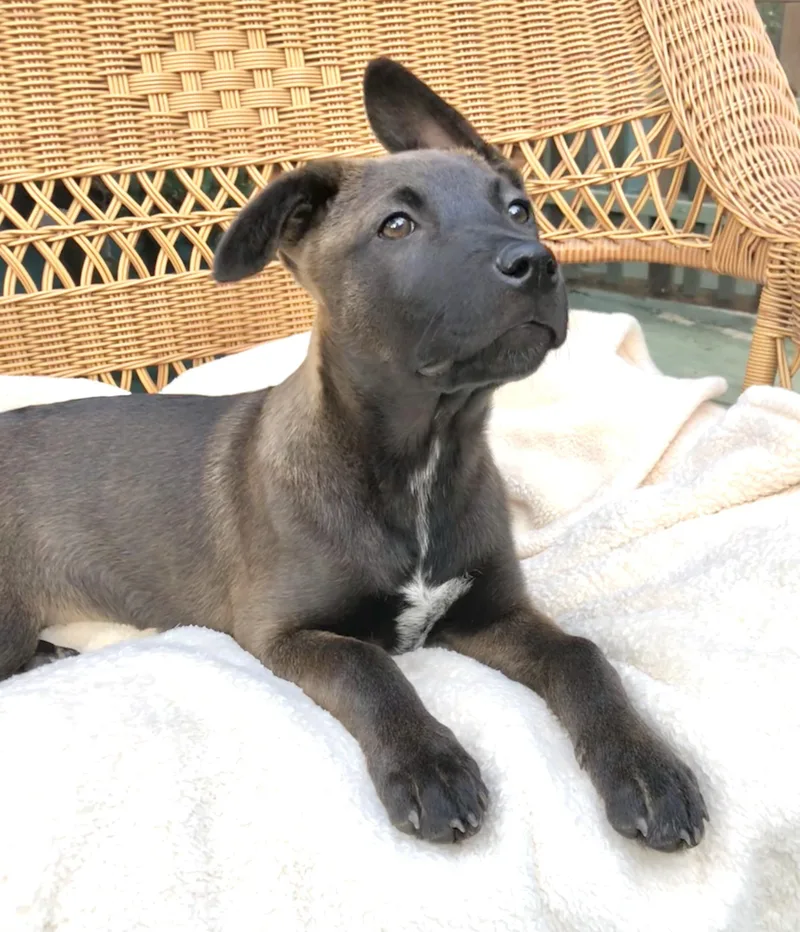 Brinkley thumbnail 5