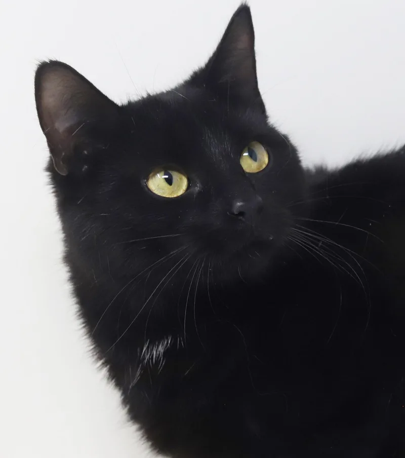 Preciosa Is Well... Precious!