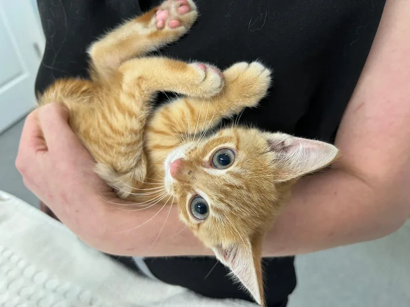 Corvette thumbnail 2